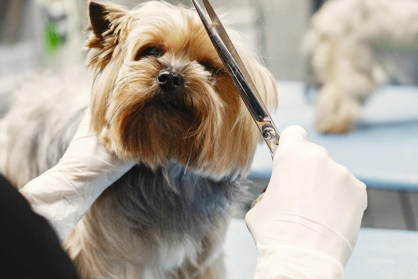 Mobile Dog Grooming Miami